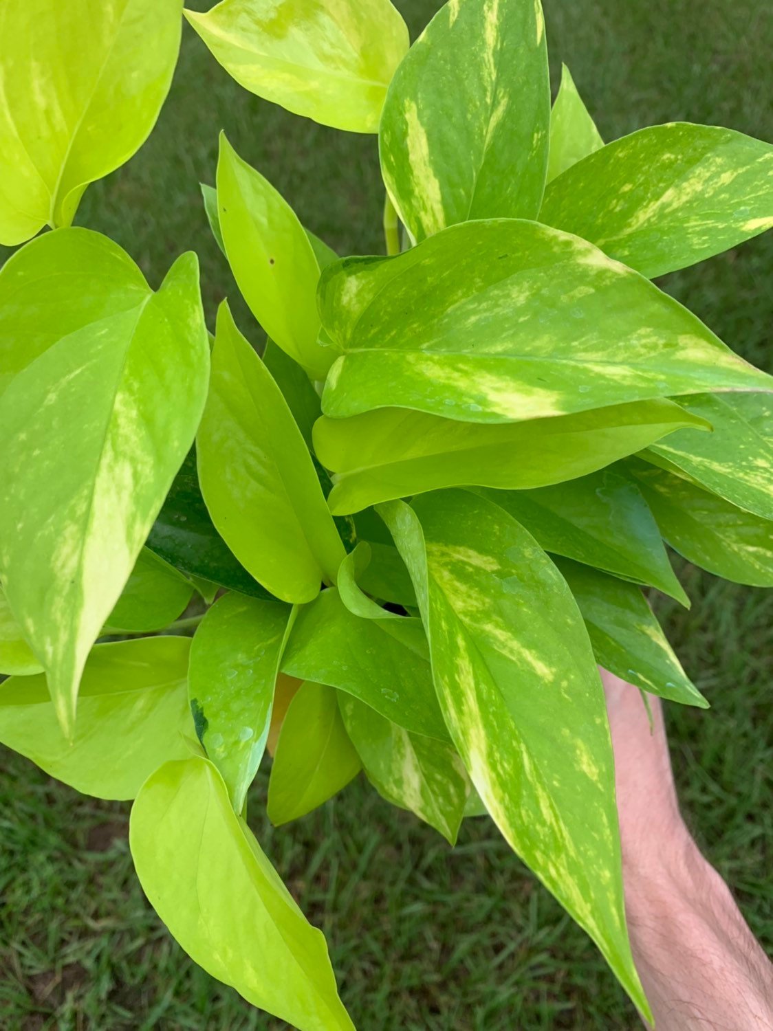 Recent order of philodendron and epipremnum from Thailand had this  mistakenly packaged with an epipremnum yellow flame. I know it's not a  pothos but hoping someone here might have an ID? : r/RareHouseplants